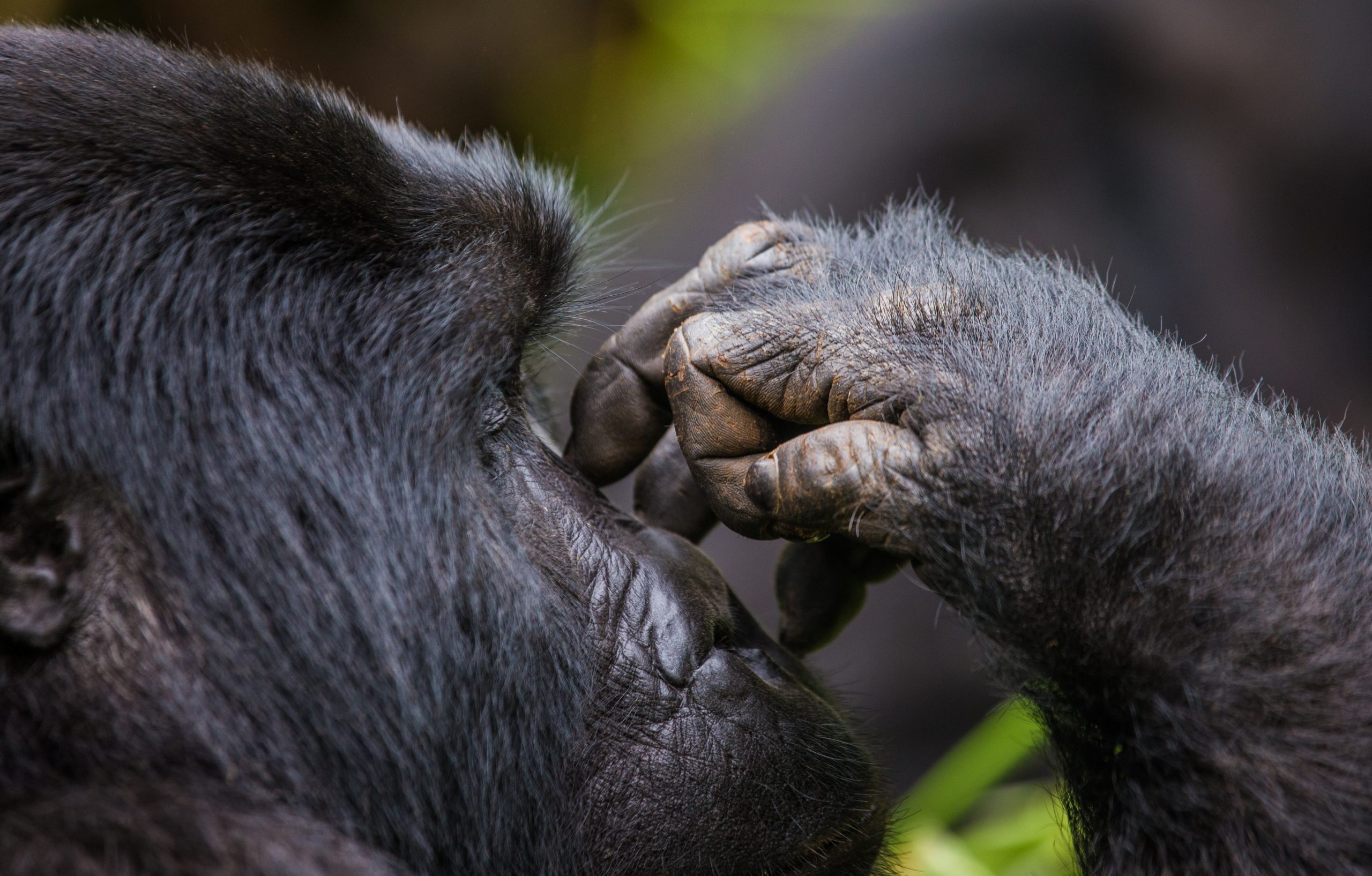 A foot of mountain gorillas. Close-up. Uganda. Bwindi Impenetrable Forest National Park