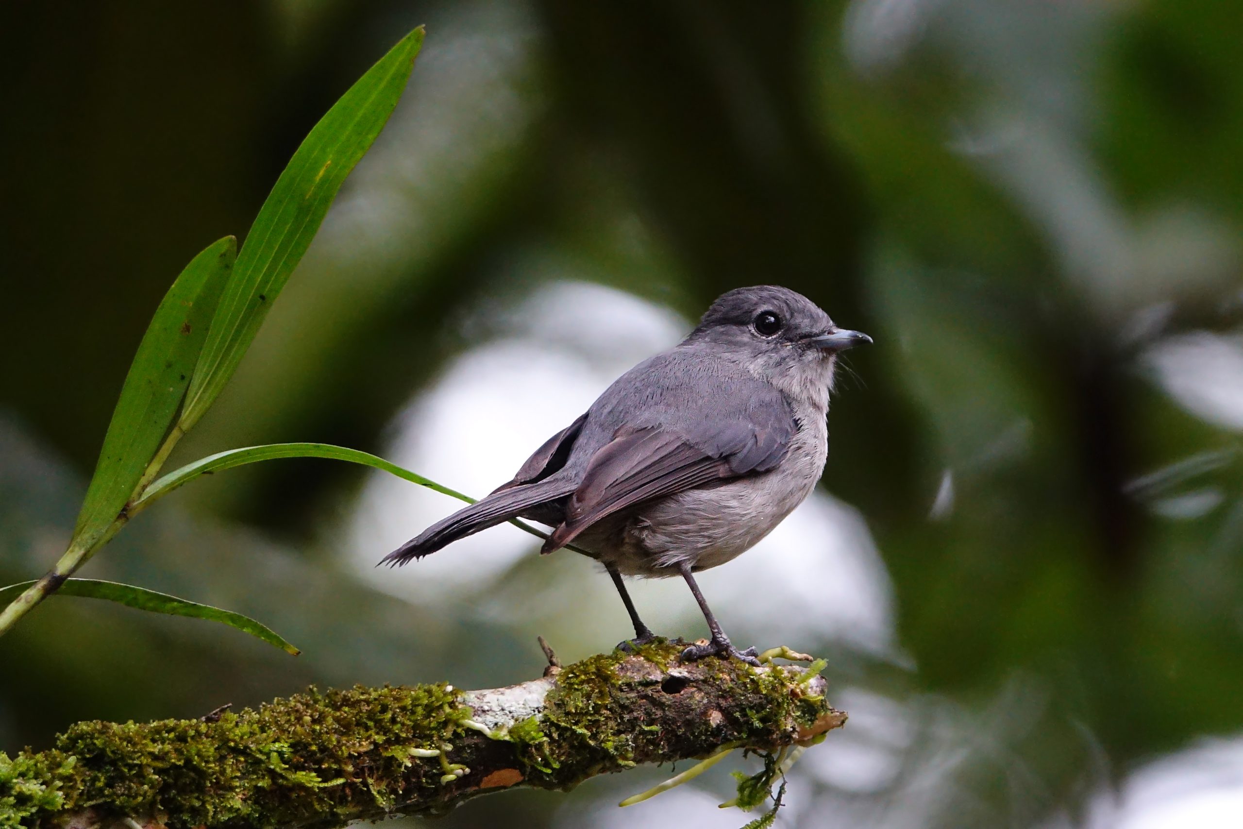 african dusky flycatcher (c) bellbird